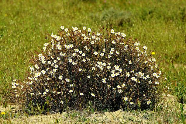 istock Wild flowers in their natural environment. Spring flowers. 1333351565