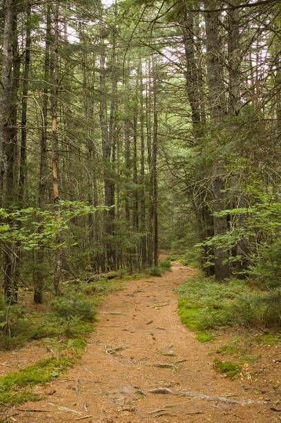 istock Trail in the Woods 133335213