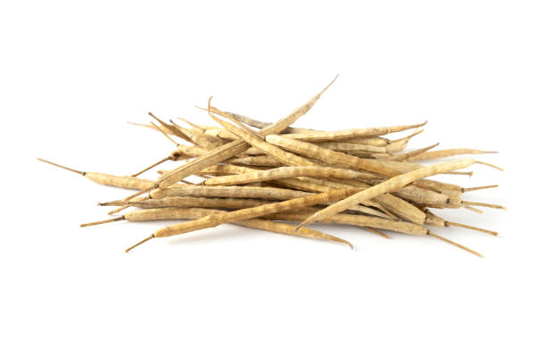 istock Closeup of canola harvest pods on th white surface 1333352361