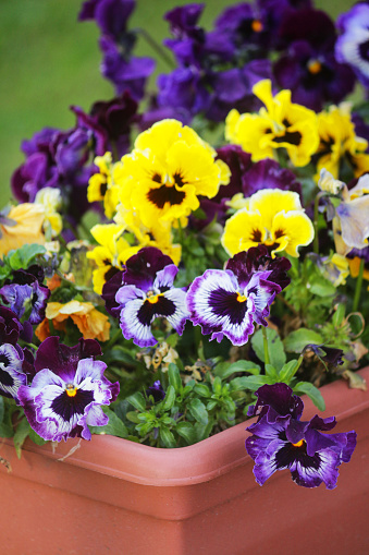 A closeup of orange garden pansies growing in front of a house in sunlight