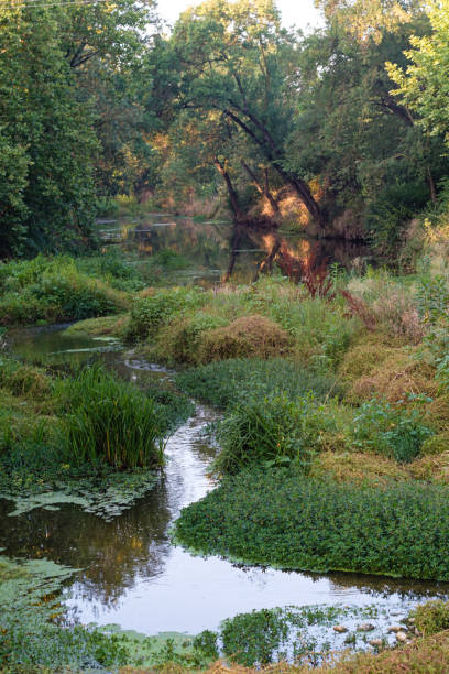 istock Water river stream covered with many green plants landscape 1333355079