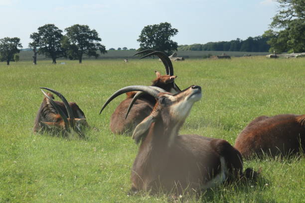 Common Eland A group of Eland basking in the sunshine. lucy anne stock pictures, royalty-free photos & images