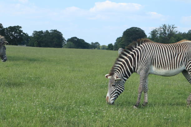 Zebra Grazing An African Grevy’s Zebra grazing at the safari. lucy anne stock pictures, royalty-free photos & images