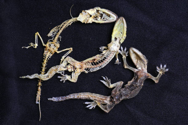 istock Dried lizards carcass fossil details 1333356425
