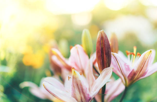 Blooming pink lilies on blurred bright background.