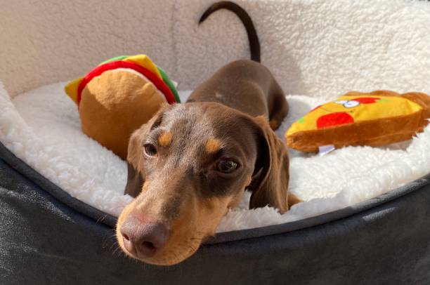 재생 시간 - pet toy dachshund dog toy 뉴스 사진 이미지