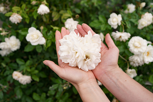 Closeup of woman's hand holding beautiful white roses. Selective focus on flowers. Flowers roses flowering in roses garden.