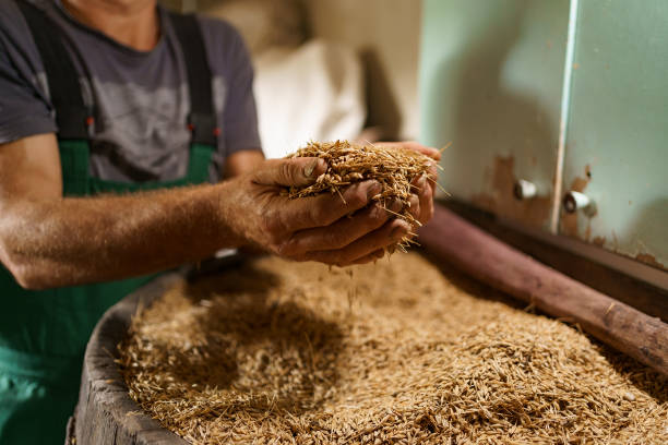 istock Men hands with a handful of oats on the background 1333359035