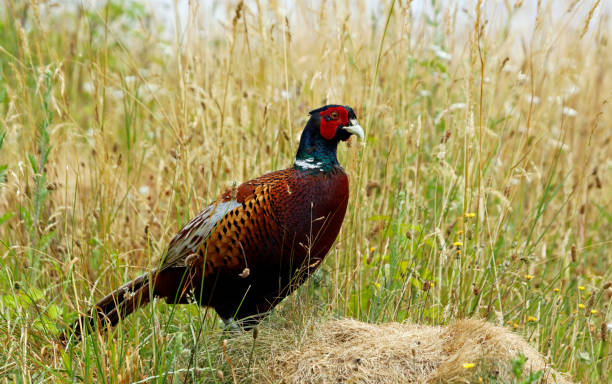 istock Male pheasant in the meadow 1333359319