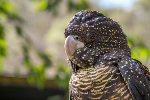 istock A Black Cockatoo in the Wild 1333359866