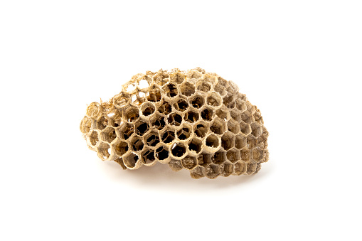 Section of an paper wasp nest on a white background