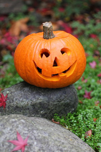 Stock photo showing a carved pumpkin head on a rock in a garden prepared for Halloween night - All Hallow's Eve. A scary face has been cut into the hollowed out pumpkin, ready to be lit up by a nightlight candle and left outside of the front door at night, in the dark, illuminated and glowing orange to scare away the witches, spooks, ghosts and ghouls. A pumpkin by the front door also indicates that the house is happy to accept Trick or Treaters / children dressed up for a night of Trick or Treat / Treating.