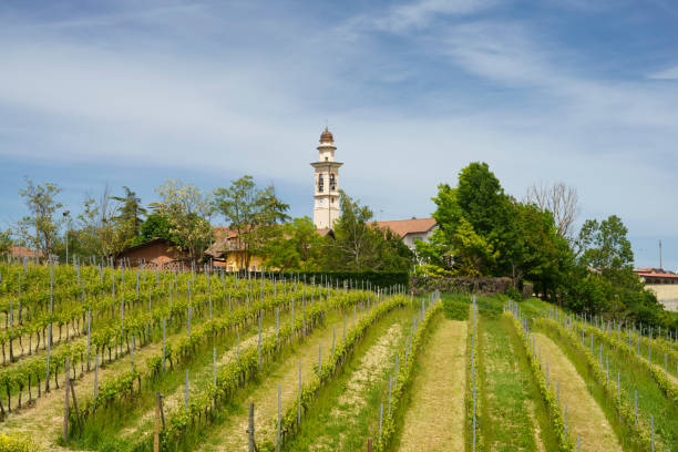 vineyards of monferrato near gavi at springtime - gavi 個照片及圖片檔