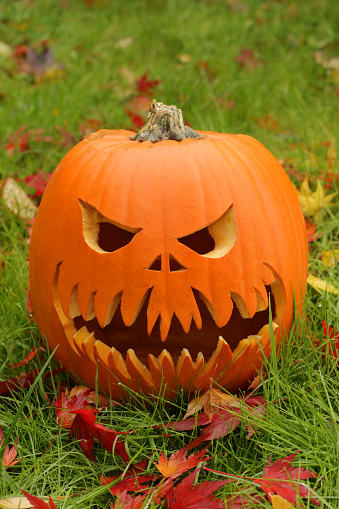 Stock photo showing carved pumpkin head prepared for Halloween night - All Hallow's Eve, on a green lawn surrounded by autumnal coloured leaves in red, brown and yellow. A scary face has been cut into a hollowed out pumpkin, ready to be lit up by a nightlight candle and left outside at night, in the dark, illuminated and glowing orange to scare away the witches, spooks, ghosts and ghouls.