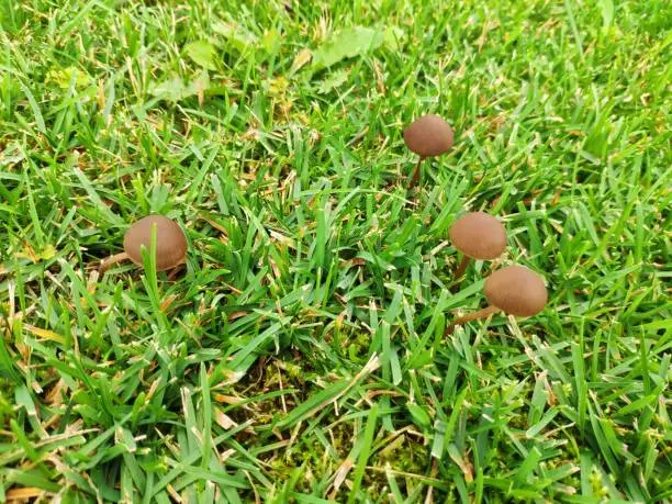 Photo of toadstools on the green lawn in the garden. poisonous mushrooms on the grass. Panaeolus foenisecii. mower's mushroom, haymaker or brown hay mushroom