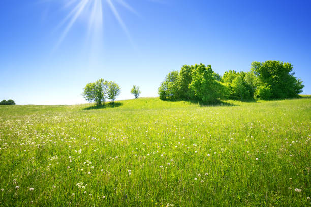 istock Field with dandelions and blue sky 1333363656