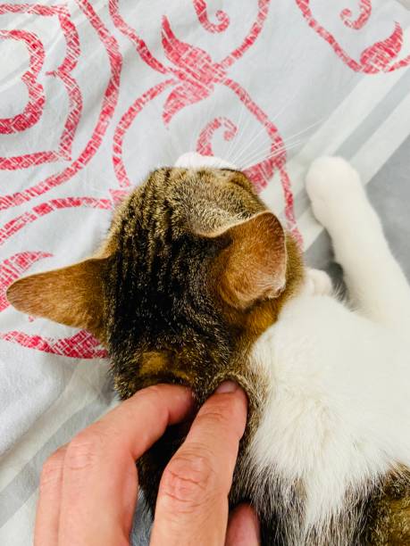 istock Pet love. Kitty on a bed. 1333363690