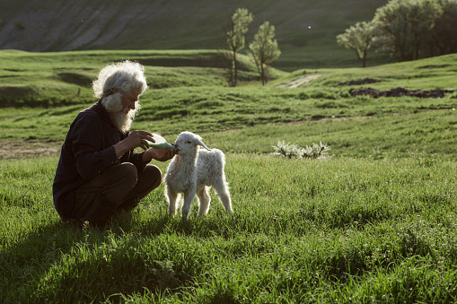 A gray-haired shepherd lovingly feeds a newborn lamb with milk from a glass bottle with a nipple in a sunny meadow among lush green grass. love and care concept