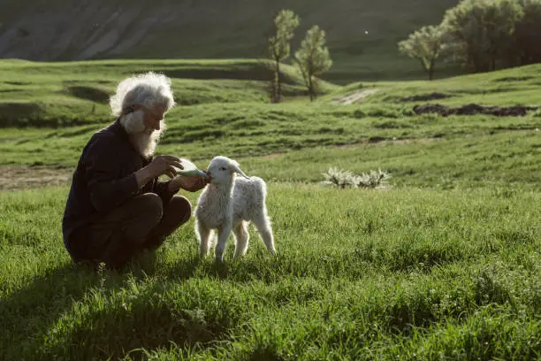 Photo of A gray-haired shepherd lovingly feeds a newborn lamb with milk from a glass bottle with a nipple in a sunny meadow among lush green grass. love and care concept