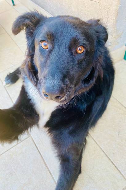 istock Pet love. Dog asking for treats 1333367128