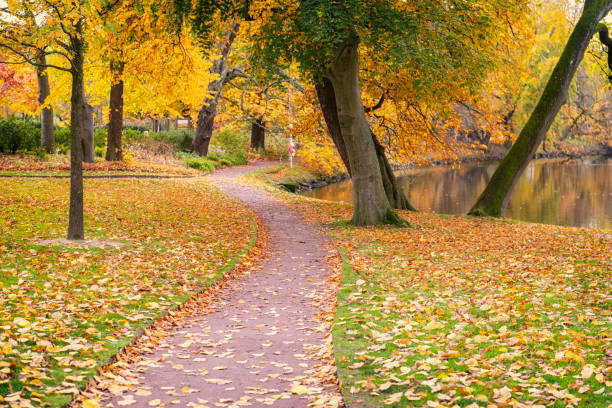 istock Colorful autumn in Swedish park 1333367348