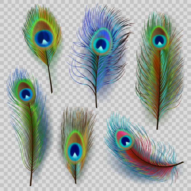 экзотические перья. красивые реалистичные павлиньи цветные птицы достойные векторные перья иллюстрации - pattern peacock multi colored decoration stock illustrations