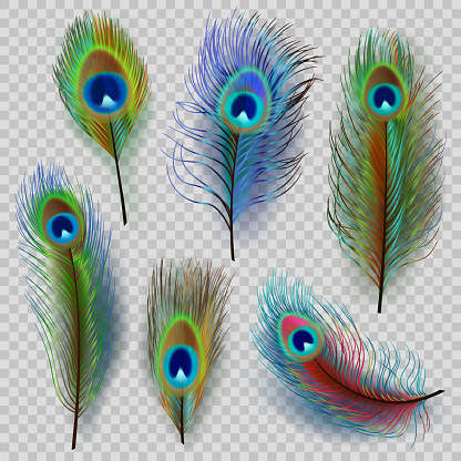 Exotic feathers. Beautiful realistic peacock colored birds decent vector feathers illustrations