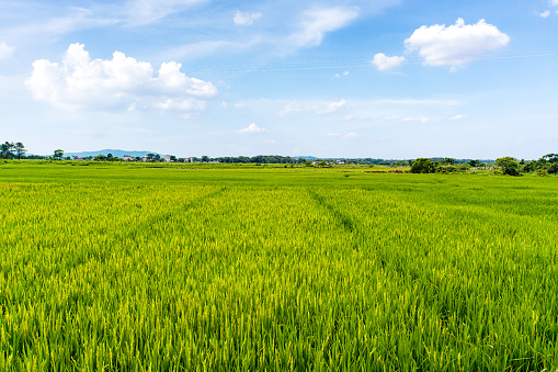 Beautiful countryside to rice fields