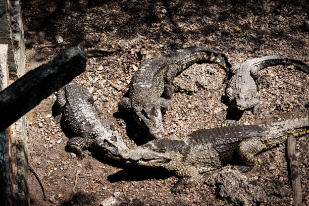 Crocodile farm near the Mekong River Delta, Vietnam