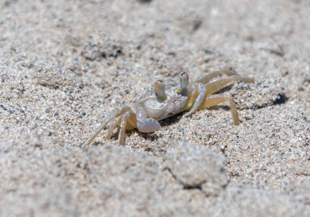 istock Small crab on the sand close up 1333368722