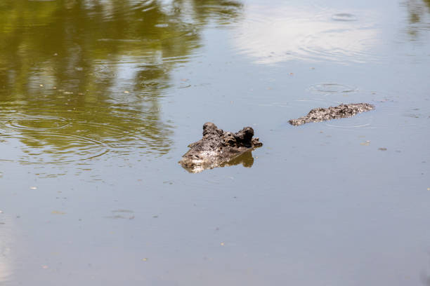 huge crocodiles on a crocodile farm close up