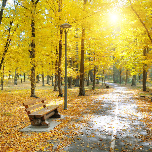 istock Autumn park bench. Tree alley in fall background 1333369698