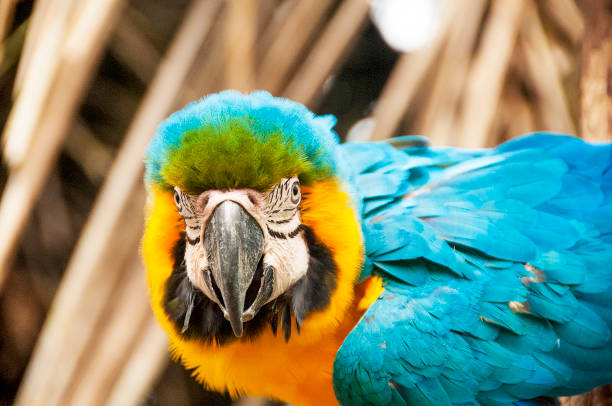 カメラを直接見ているアクアオウム - iquitos ストックフォトと画像