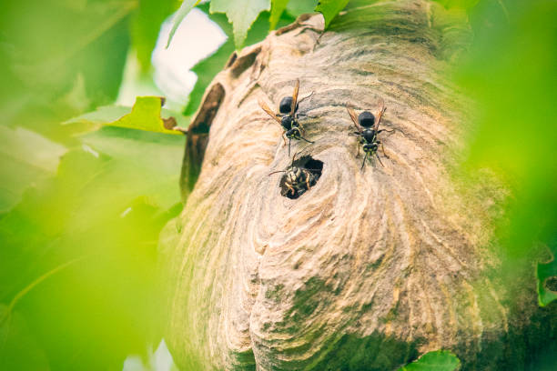 kahlköpfige hornissen im bienenstock - faltenwespe stock-fotos und bilder