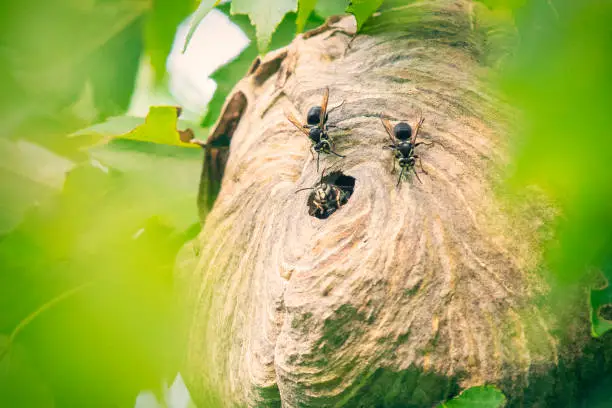 Photo of Bald-Faced Hornets in Hive