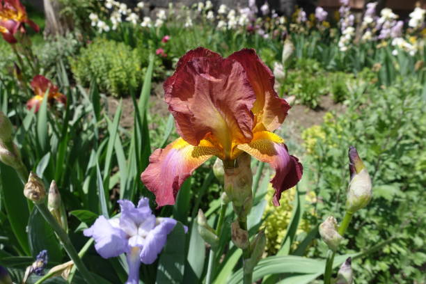 istock Bright red and yellow flower of Iris germanica in May 1333372949