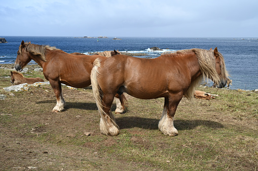 Horses in a field on the Pointe de Landunvez in Brittany