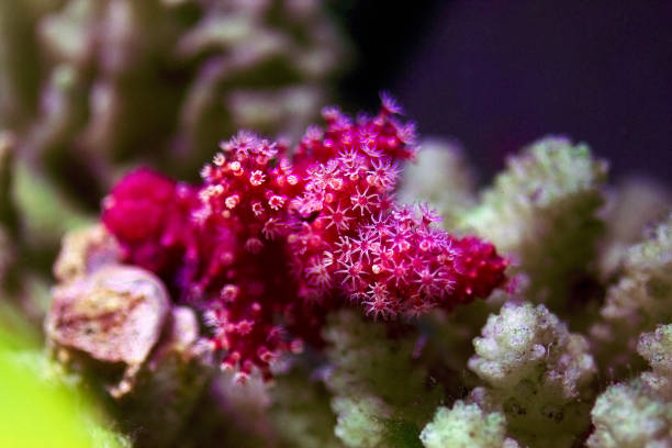 istock Chili Non-photosynthetic soft Coral - (Nephthyigorgia sp.) 1333373300