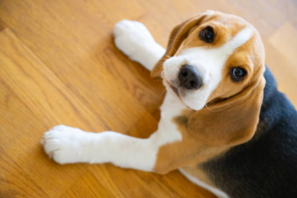 istock Cute beagle puppy lying on the floor looking at camera 1333373963