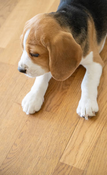 istock Cute beagle puppy lying on the floor 1333373975