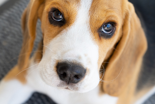 Close up of adorable beagle puppy looking at camera