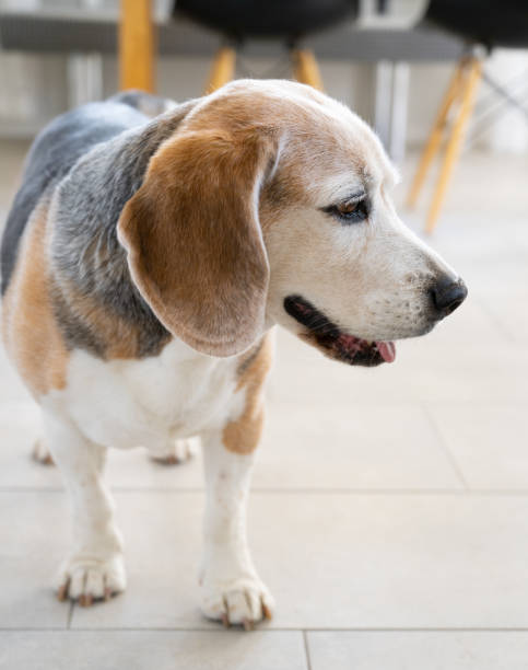 istock Old gray beagle dog indoors in kitchen 1333374037