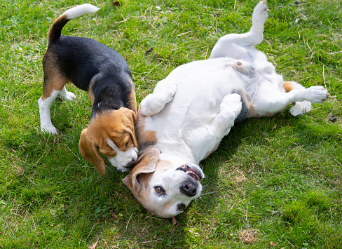 The little beagle dog sit on the green grass