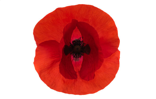 istock beautiful poppy flower isolated 1333374130