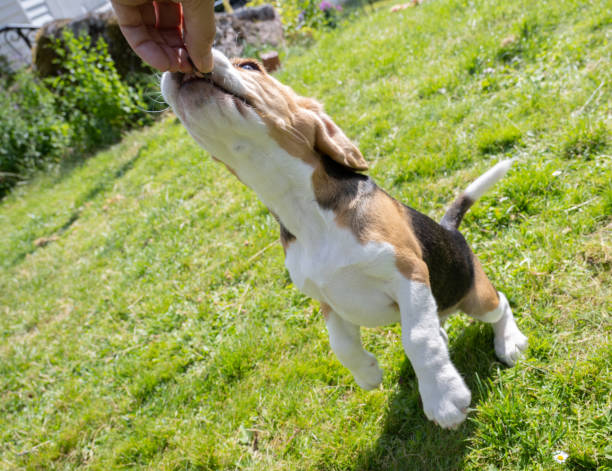 istock Beagle puppy on grass getting treat 1333374176