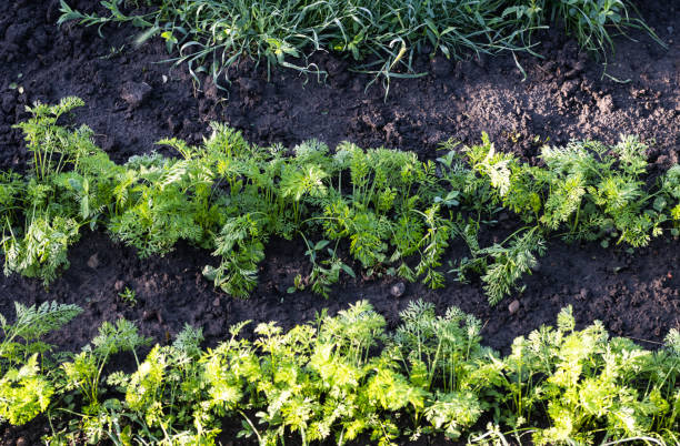 istock carrot growing in the garden 1333374762