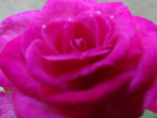 Grain photo on pink petals large rose shooted from angle view close-up