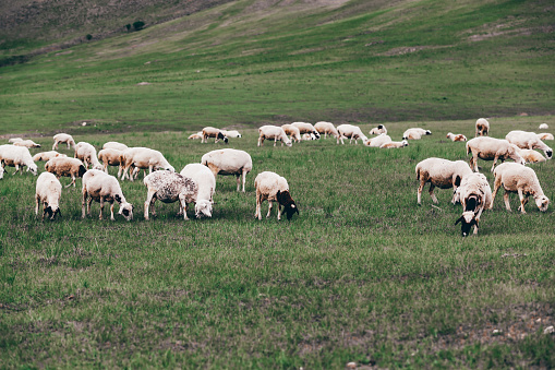 Flock of sheep at Inner Mongolia,China