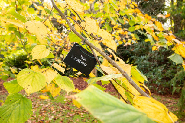 istock Common Lime Tree (Tilia × Europaea) in East Sussex, England 1333377026