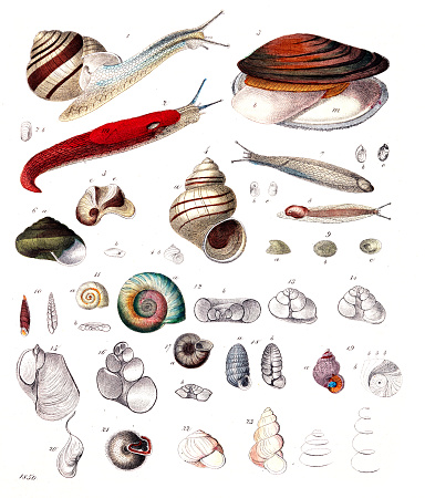 Color Illustration from 19th century.